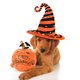 10-halloween-dog.jpg