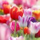 21-tulips.jpg