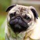 23-dog-pug.jpg
