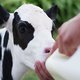 25-_calf.jpg