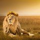 25-_lion.jpg