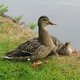 25-ducks.jpg
