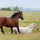25-horses.jpg