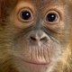 25-monkey.jpg