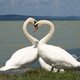 25-swans.jpg